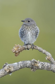 Mountain Bluebird (Sialia currucoides), Montana, USA