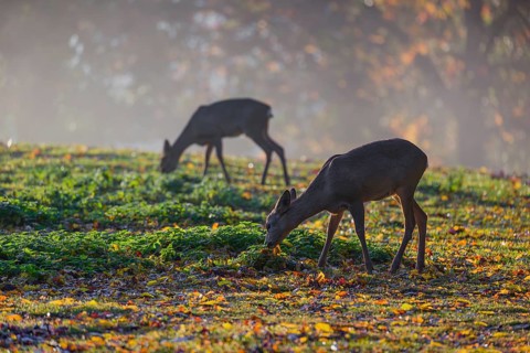Two roe deer (Capreolus capreolus) stand grazing in a meadow at sunrise. The trees around show fall