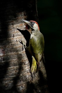 European Green Woodpecker (Picus viridis) female climbing tree trunk, North Rhine-Westphalia,