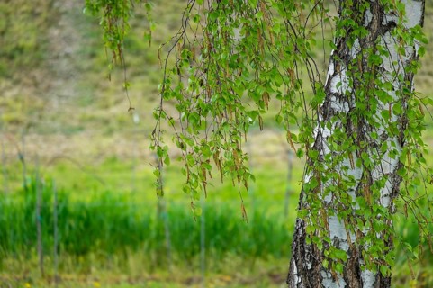 Silver birch (Betula pendula) in spring, Palatinate, Rhineland-Palatinate, Germany