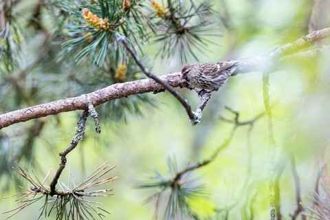 Redpoll (Acanthis flammea) female sitting on a branch, Inari, Lapland, Finland