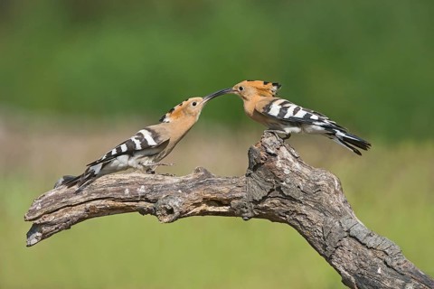 Eurasian Hoopoe (Upupa epops) fighting, Aosta Valley, Italy