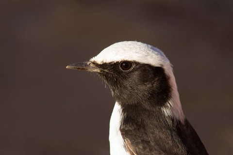 Mourning Wheatear (Oenanthe lugens) male, Morocco