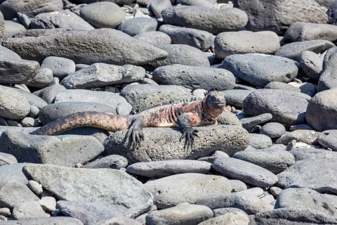 Marine lizard (Amblyrhynchus scalloped ribbonfish), Galapagos, Ecuador