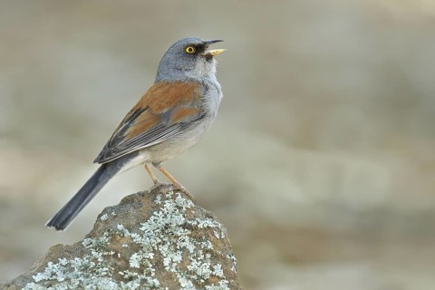 Yellow-eyed Junco (Junco phaeonotus) perched on a rock in southern Arizona, USA