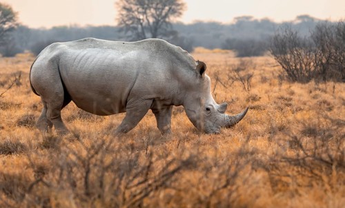 Southern white rhinoceros (Ceratotherium simum simum), rhino in the evening light, Khama Rhino