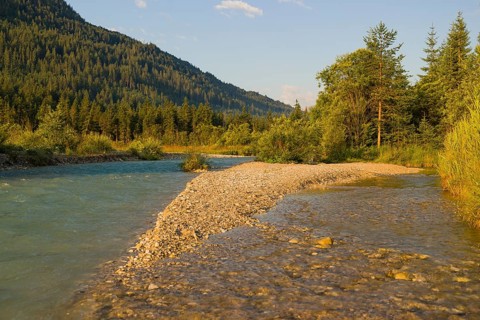 Isar valley nature conservancy area. The wild Isar river flows through its gravel bed past