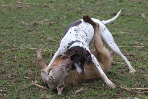 Hunting dog German Shorthair (white) and hunting dog Weimaraner Shorthair in dispute, Lower