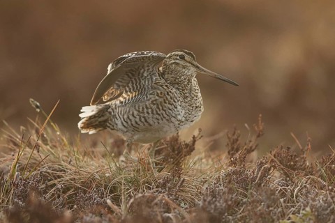 Great Snipe (Gallinago media), Buskerud, Norway