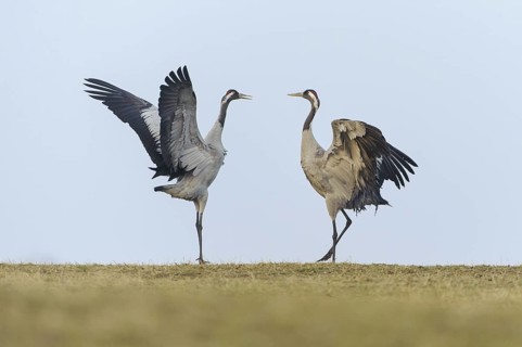 Common Crane (Grus grus) courting, Vaestergoetland, Sweden