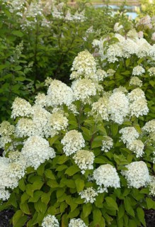 Panicle hydrangea (Hydrangea paniculata LIVING SUMMER SNOW), City Park, Finland