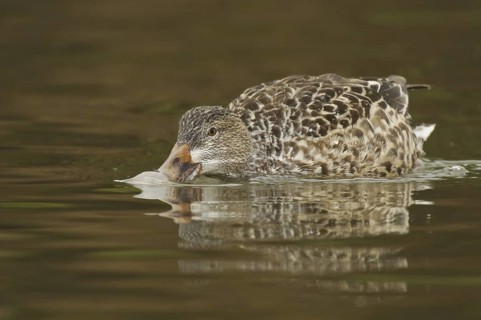Northern Shoveler (Spatula clypeata) female, Arizona, USA