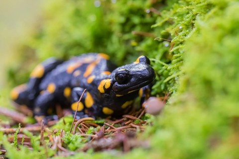 A fire salamander (Salamandra salamandra) walks across a mossy forest floor on a rainy day. The