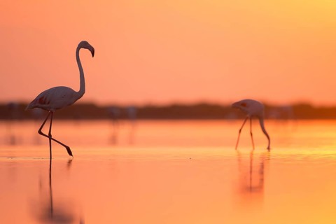 Greater Flamingo (Phoenicopterus roseus) standing in shallow water at sunrise, Camargue, France