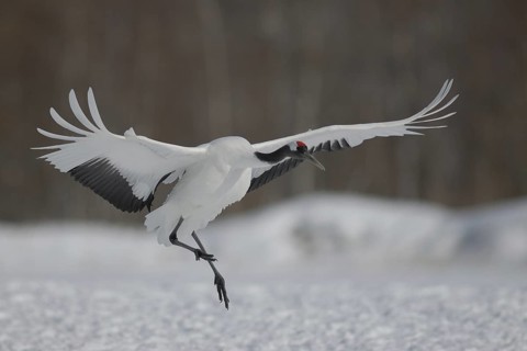 Red-crowned Crane (Grus japonensis) flying, Hokkaido, Japan