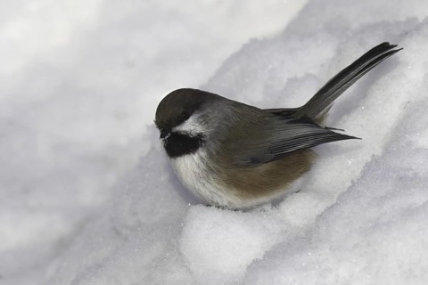 Boreal Chickadee (Poecile hudsonicus), Minnesota, USA