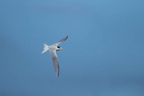 Little tern (Sternula albifrons) adult bird in flight in summer, Suffolk, England, United KIngdom