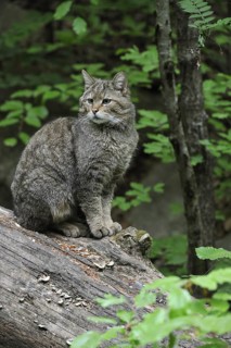 Wild cat (Felis silvestris) sitting on fallen tree trunk in woodland, Bavarian Forest, Germany