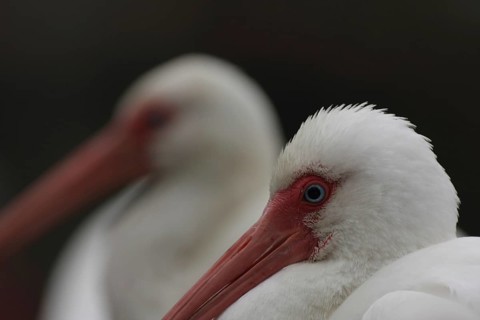 Portrait of two White Sicklebirds (Eudocimus albus), depth of field, detail, Homosassa, Florida,