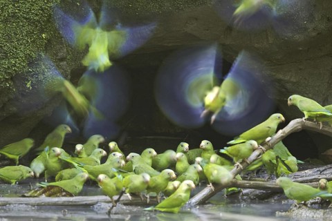 Cobalt-winged Parakeet (Brotogeris cyanoptera), Ecuador