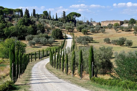Cypress avenue near Palazzo Massaini, near Pienza, Val d'Orcia, Orcia Valley, Tuscany, Italy