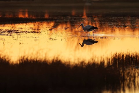 A stork stands gracefully in shallow water during a fiery sunset in wetland of the Emporda. Its