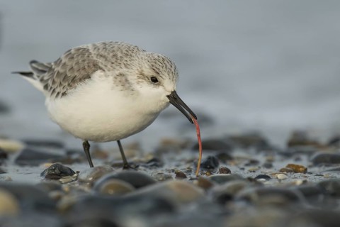 Sanderling (Calidris alba), Schleswig-Holstein, Germany