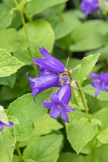 Campanula (Campanula latifolia),  Sweden