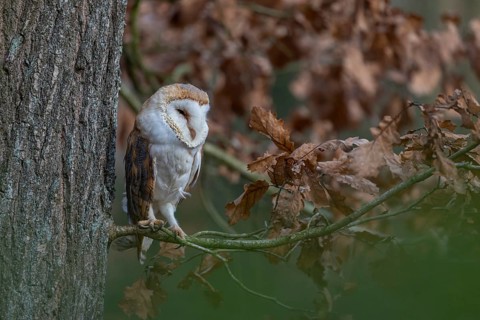 One barn owl (Tyto alba) sitting on a twig of a beech tree with some autumnal coloured leafs