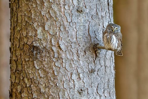 Pygmy Owl (Glaucicium passerinum), sitting on the branch of a tree, Pirchner Ast, Schwaz, Tyrol,