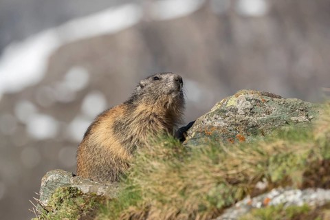 One Alpine Marmot, Marmota marmota, resting on a rock with mountains in the distant background.