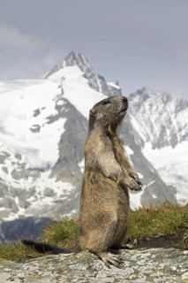 Alpine marmot (Marmota marmota) standing in front of the snow covered mountain Grossglockner, Hohe