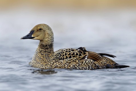 King Eider (Somateria spectabilis) female, Alaska, USA