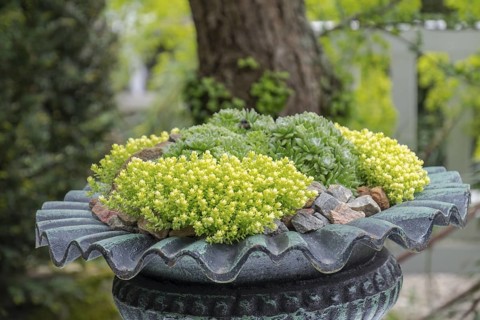 Green succulents in a decorated metal pot in front of a tree, North Rhine-Westphalia, Germany