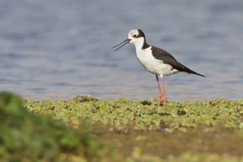 White-backed Stilt (Himantopus melanurus) in a wetland in Bolivia, South America