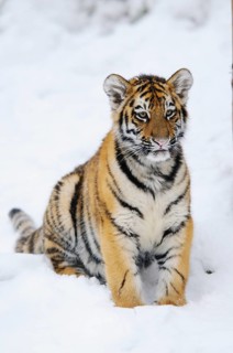 A small tiger sits quietly in the snow, alertly observing its surroundings, Siberian tiger