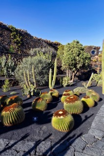Globe cactus in the cactus garden, succulent garden Jardín de Cactus, designed by César Manrique,