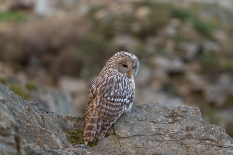 One tawny owl or brown owl (Strix aluco) sitting on a rock and looking for prey