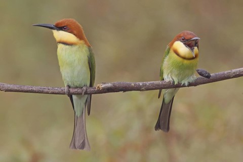 Chestnut-headed Bee-eater (Merops leschenaulti) expelling chitin, Penang, Malaysia