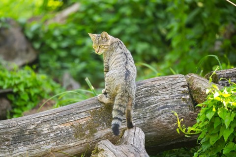 European wildcat (Felis silvestris silvestris) on an old tree trunk, Hesse, Germany