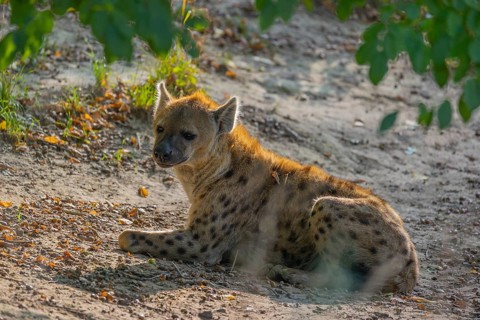 One adult male spotted hyena (Crocuta crocuta), or laughing hyena resting on dry soil Some green