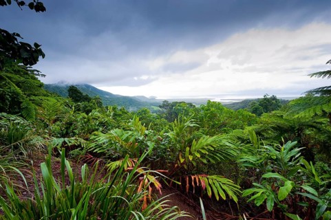 Rainforest, jungle, tropical forest, tropics, rain, nature, landscape, Daintree National Park,