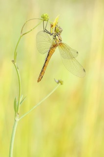 Blutrote Heidelibelle weiblich, Sympetrum sanguineum feminam Ruddy Darter female, Sympetrum
