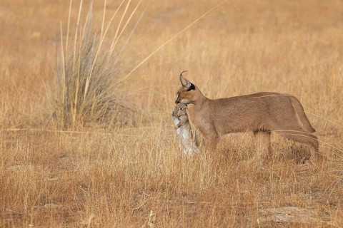Caracal (Caracal caracal) adult hunting Iberian Hare (Lepus granatensis), Castile-La Mancha, Spain