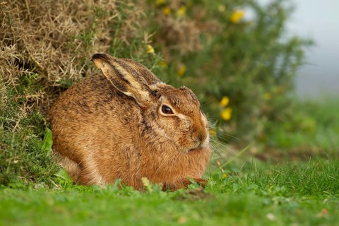European brown hare (Lepus europaeus) adult animal resting in grassland, England, United Kingdom
