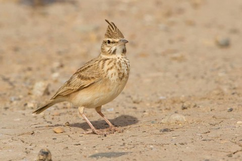 Crested Lark (Galerida cristata riggenbachi), Morocco