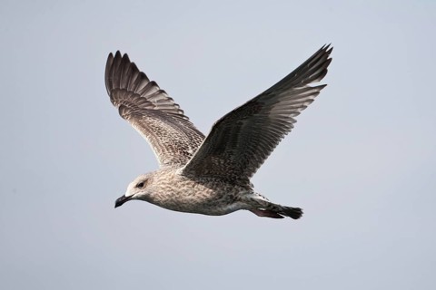 European Herring Gull (Larus argentatus) juvenile flying, Baltic Sea, Germany