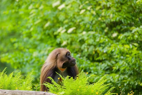 An adult male gelada (Theropithecus gelada), or bloodheart monkey, sits on a green meadow