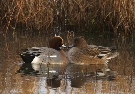 Eurasian Wigeon (Mareca penelope), Schleswig-Holstein, Germany