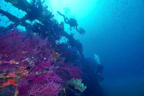 Divers examine a shipwreck with rich coral growth, Violescent sea-whip (Paramuricea clavata), dive